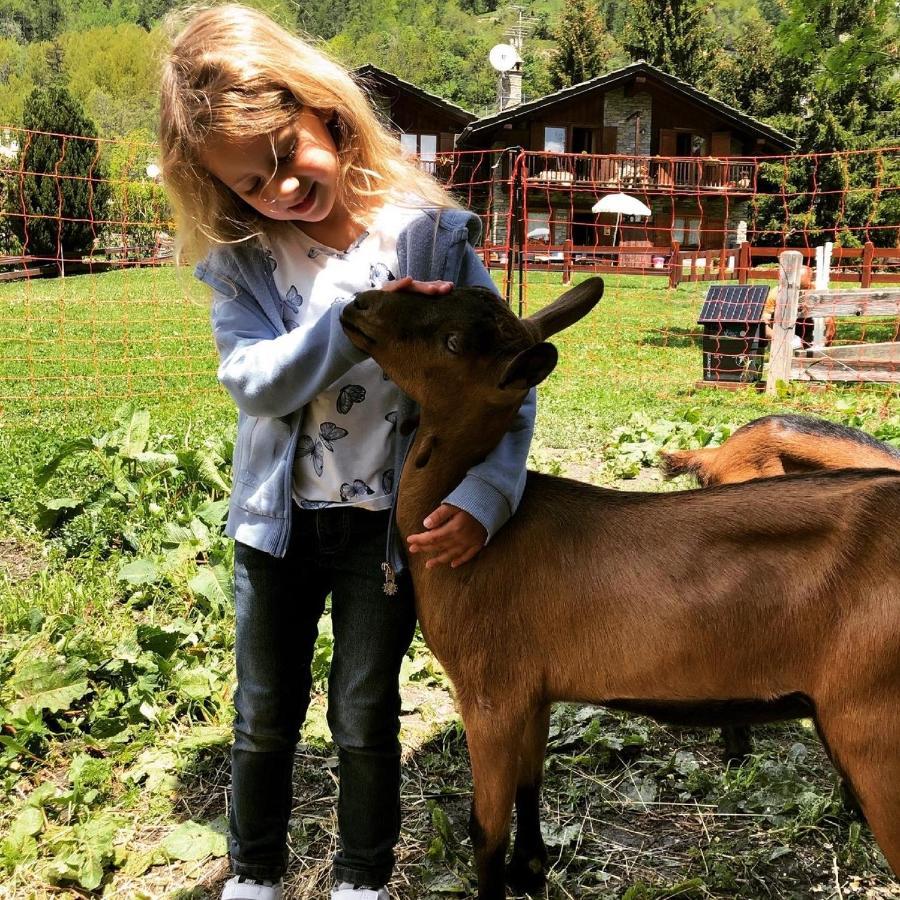 Hotel La Grange - Animal Chic Hotel Courmayeur Exteriér fotografie