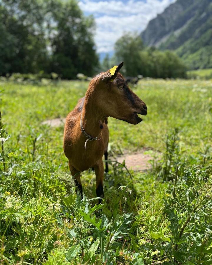 Hotel La Grange - Animal Chic Hotel Courmayeur Exteriér fotografie